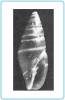Ebenomitra ebenus