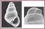 Odostomia acuta