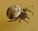 Theridiosoma gemmosum - křižáček pobřežní