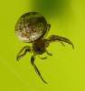 Theridiosoma gemmosum - křižáček pobřežní