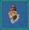 Ocenebra hybrida