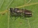Pemphredon lugubris