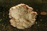 Amylocystis lapponica