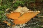 Aurantiporus croceus