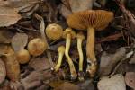 Cortinarius cinnamomeoluteus