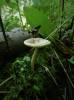 125640 - Amanita friabilis