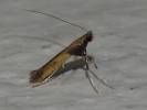 Caloptilia azaleella - vzpřímenka azalková