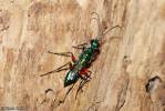 Ampulex compressa - žirafík smaragdový