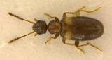 Hirticollis hispidus - květiník chlupatý