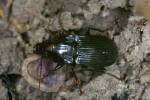 Abax carinatus