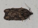 Acleris abietana