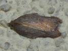 Acleris emargana - obaleč vykrojený