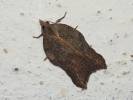 Acleris emargana - obaleč vykrojený