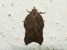 Acleris emargana - obaleč vykrojený