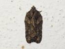 Acleris abietana