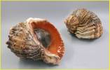 Rapana venosa - rapana dravá