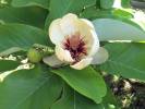 Magnolia obovata - šácholan obvejčitý