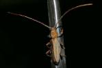 Xystrocera dispar