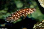 Julidochromis regani - cichlidka Reganova