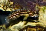 Julidochromis regani - cichlidka Reganova