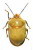 Augocoris illustris