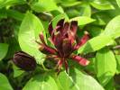 Calycanthus floridus - sazaník květnatý
