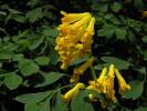 Pseudofumaria lutea - chocholačka žlutá