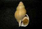 Buccinum costatum