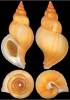 Neptunea contraria - neptunka levotočivá