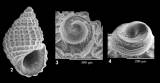 Alvania aartseni