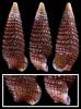 Cheirodonta pallescens