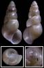 Ecrobia ventrosa - Spire Shell