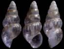 Rissoa similis