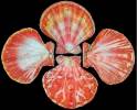 Mirapecten cranmerorum