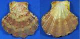 Mirapecten yaroni
