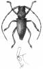 Brimus spinipennis