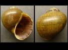 Pomacea lattrei
