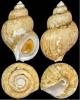 Buccinum viridum