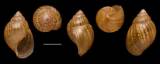Achatina hortensiae