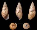 Limicolaria jaspidea