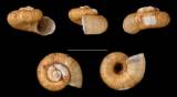 Maizaniella leonensis