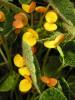 Begonia ficicola