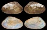 Pilsbryoconcha carinifera