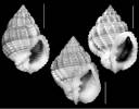 Bivetiella similis