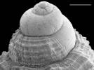 Bivetiella similis