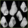 Brocchinia decapensis
