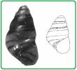 Eatonina cossurae
