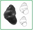 Eatonina fulgida