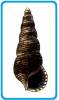 Batillaria cumingii