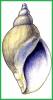 Volutopsius norwegicus